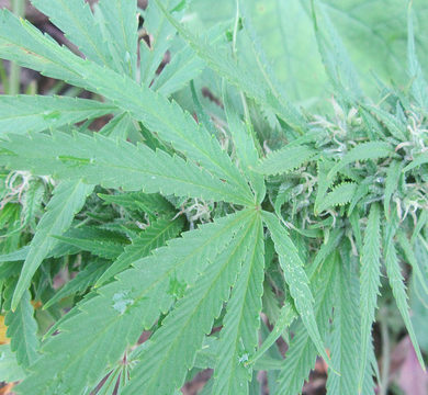 Cannabis - als Medikament gegen Demenz? Bild: Flickr IMG_3176 MarihuanayMedicina