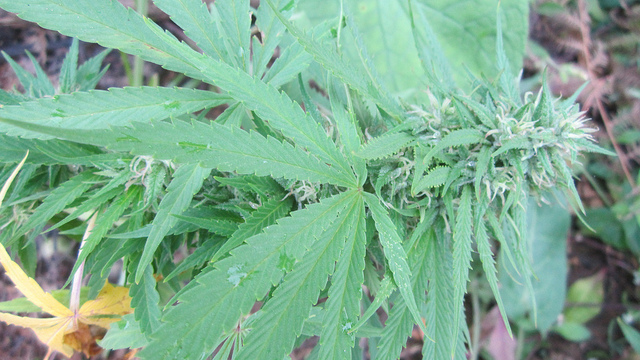 Cannabis - als Medikament gegen Demenz? Bild: Flickr IMG_3176 MarihuanayMedicina