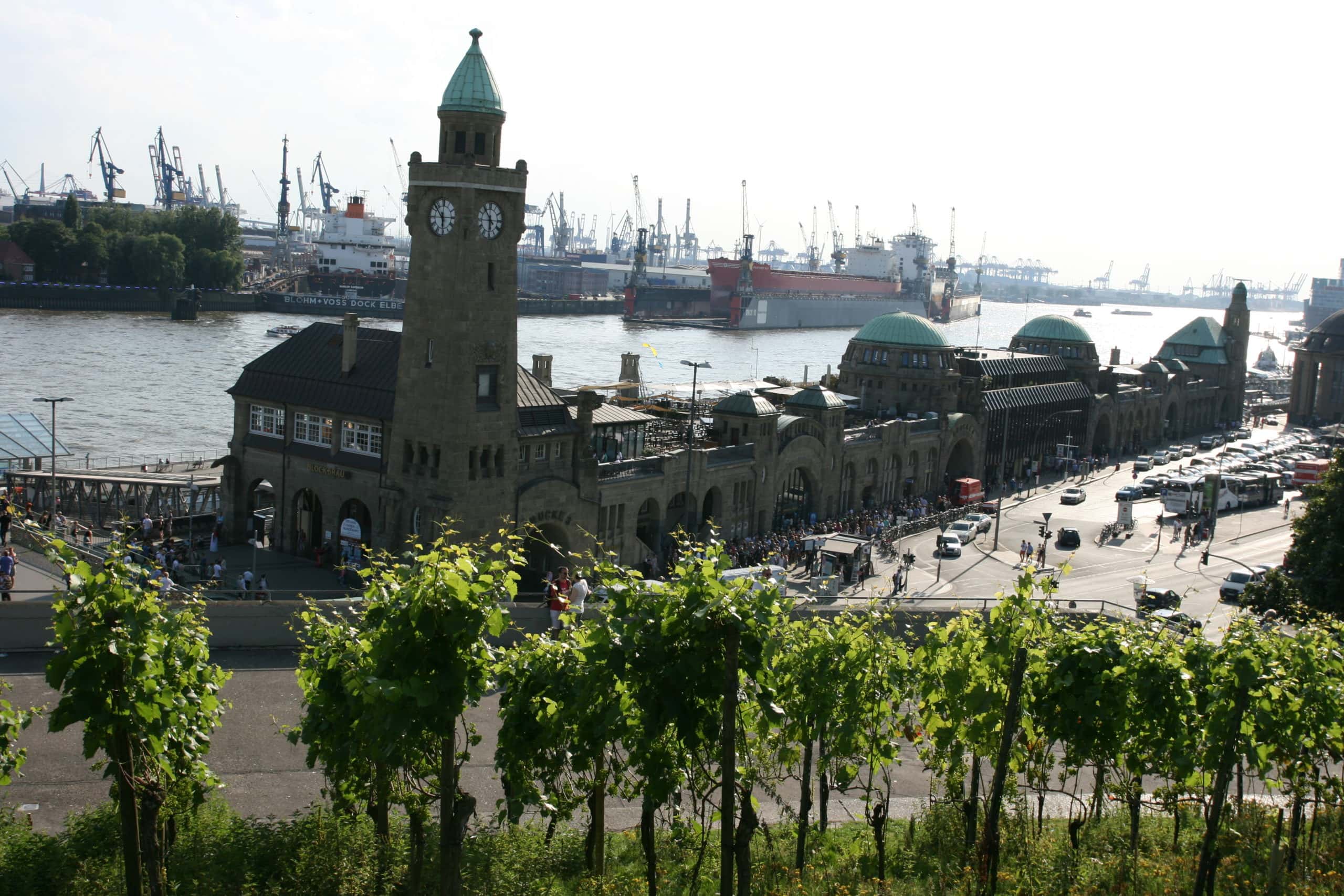 Rebstöcke am Hafen Hamburg