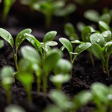 So können Senioren nachhaltiger leben