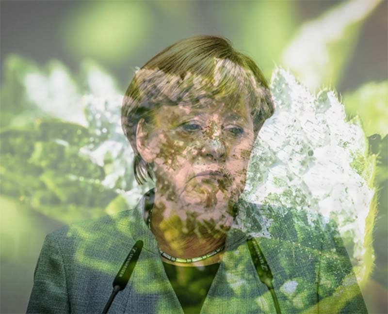 Merkel hat Mehltau wachsen lassen
