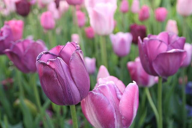 tulpen